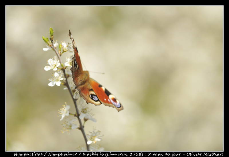 Inachis io (Linnaeus, 1758)