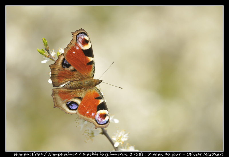 Inachis io (Linnaeus, 1758)