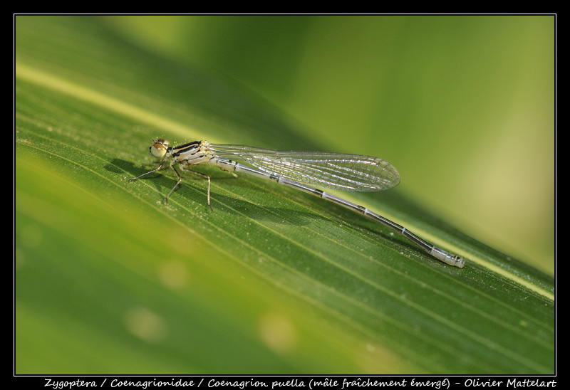 Coenagrion puella (Linnaeus 1758)