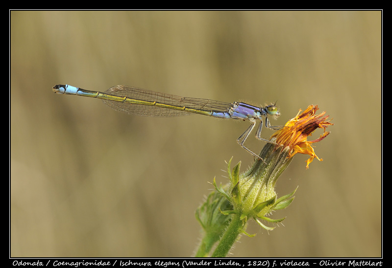 Ischnura elegans