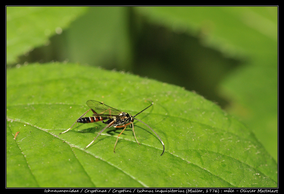 Ischnus inquisitorius (Muller, 1776) : mâle