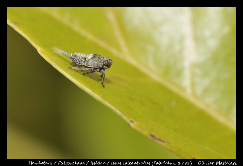 Issus coleoptratus (Fabricius, 1781)