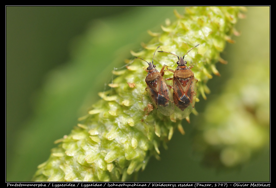 Kleidocerys resedae (Panzer, 1797)