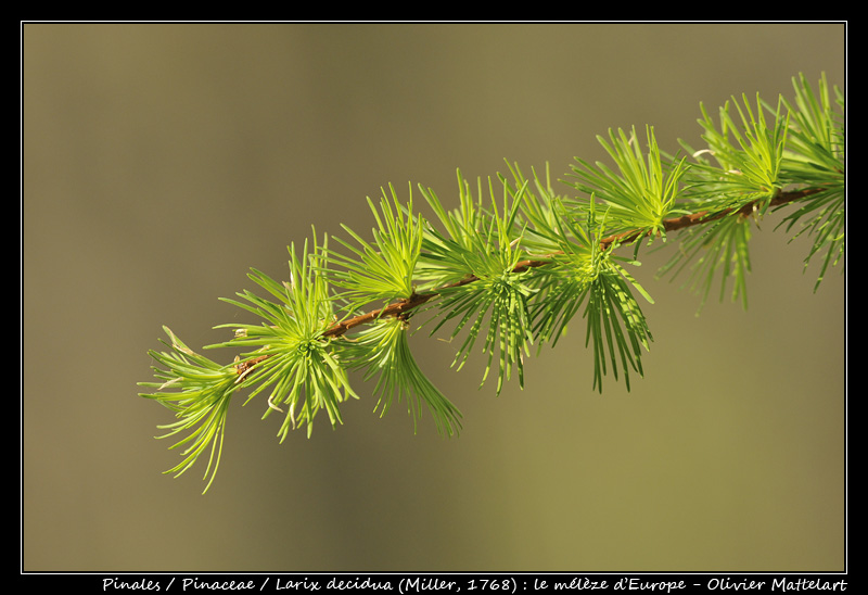 Larix decidua (Miller, 1768)