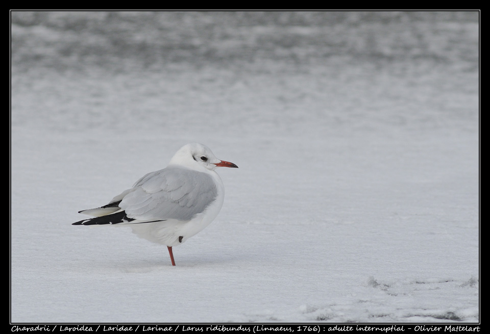 Larus ridibundus (Linnaeus, 1766) : adulte internuptial