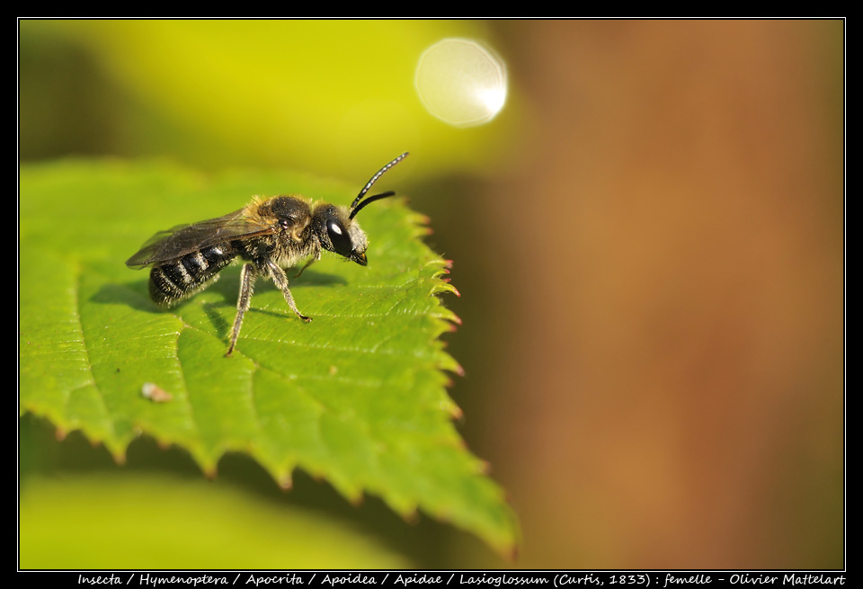 Lasioglossum (Curtis, 1833) : femelle