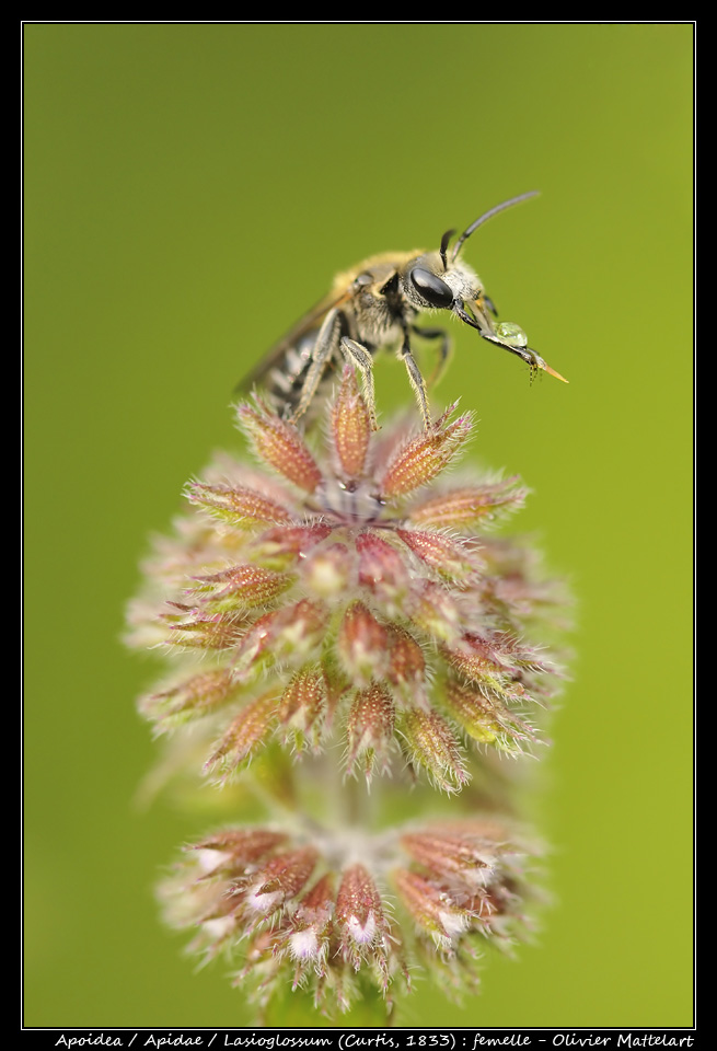 Lasioglossum (Curtis, 1833) : femelle