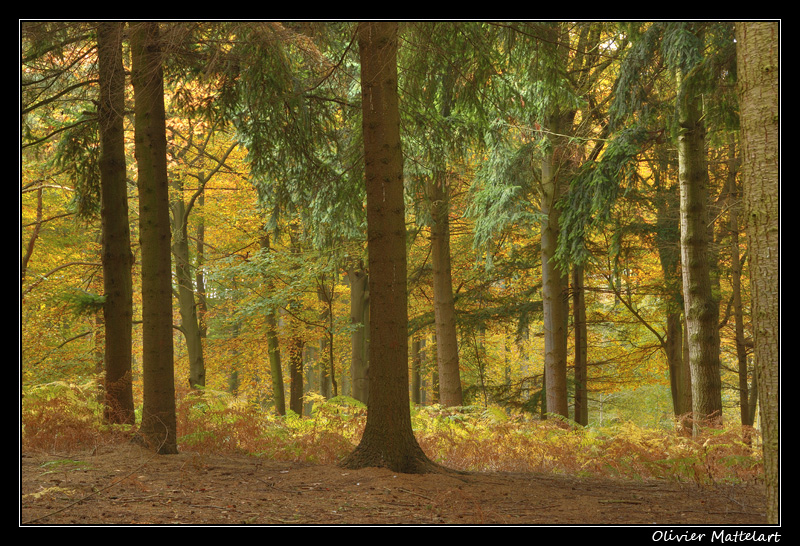 Sous-bois de résineux