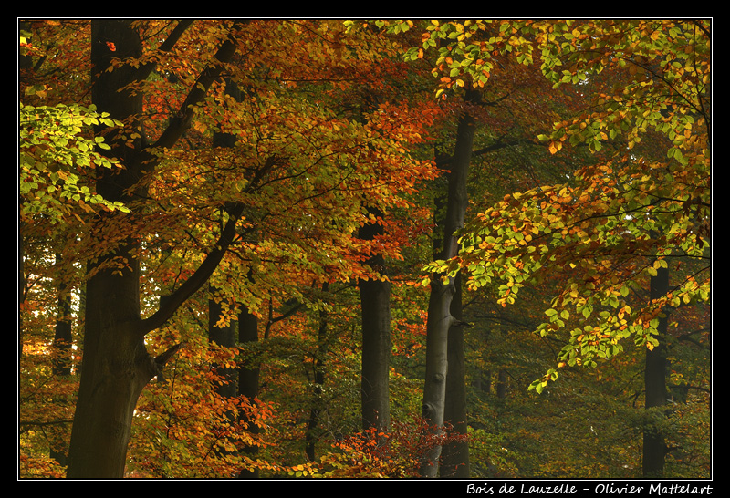 Feuillages du bois de Lauzelle