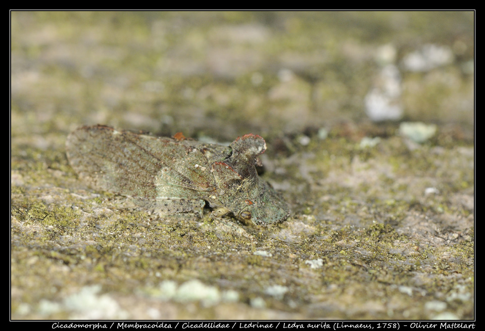 Ledra aurita (Linnaeus, 1758)