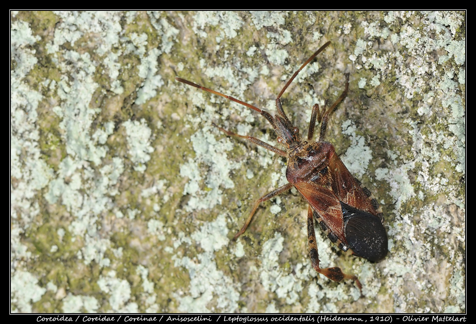 Leptoglossus occidentalis (Heidemann, 1910)