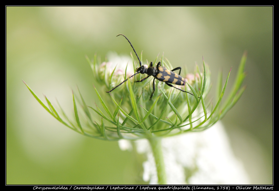 Leptura quadrifasciata (Linnaeus, 1758)