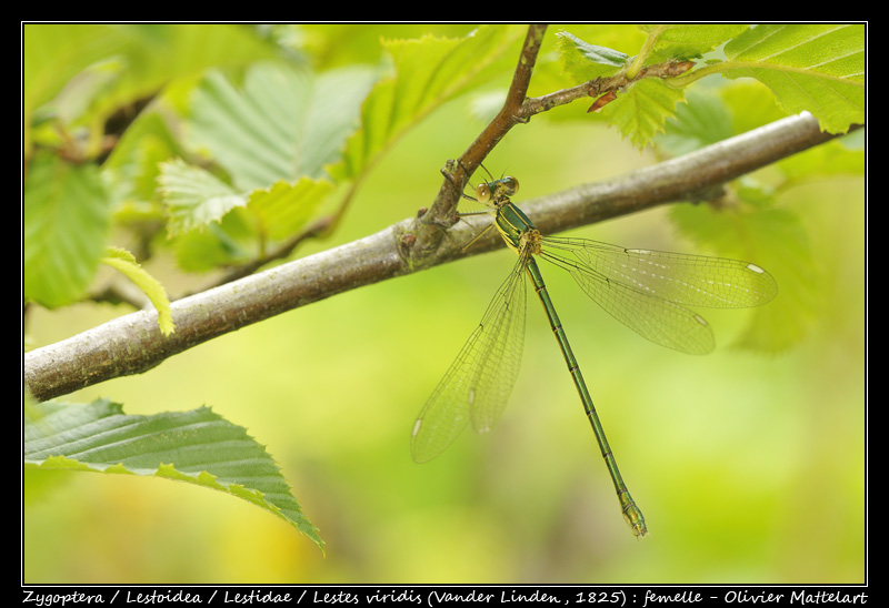 Lestes viridis (Vander Linden, 1825)