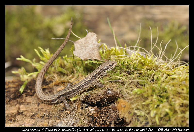 Podarcis muralis (Laurenti, 1768) : le lézard des murailles