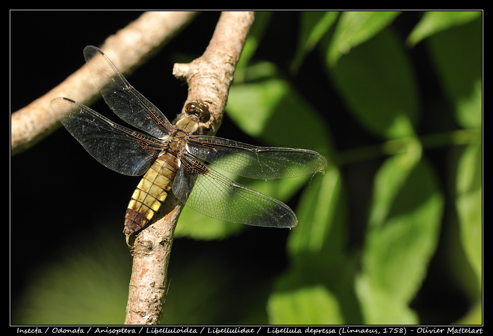 Libellula depressa (Linnaeus, 1758)