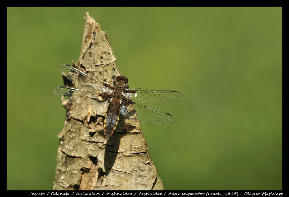 Libellula depressa (Linnaeus, 1758) : femelle