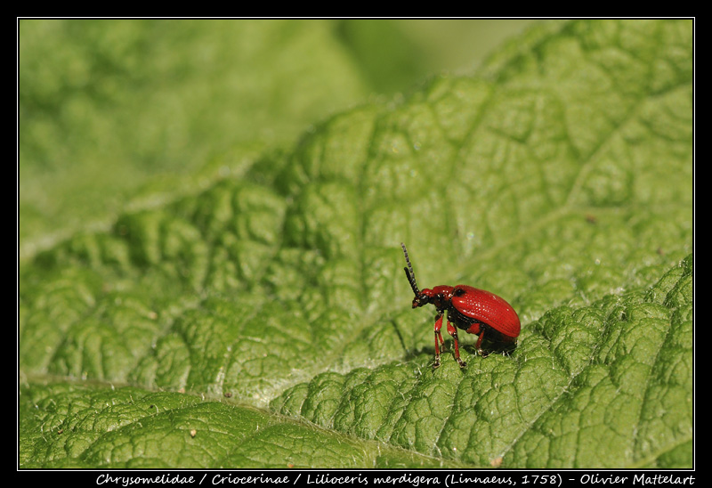 Lilioceris merdigera (Linnaeus, 1758)