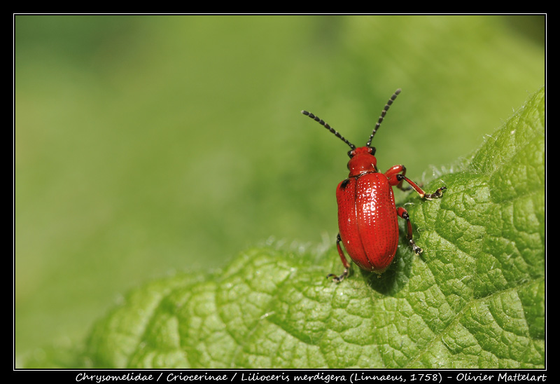 Lilioceris merdigera (Linnaeus, 1758)