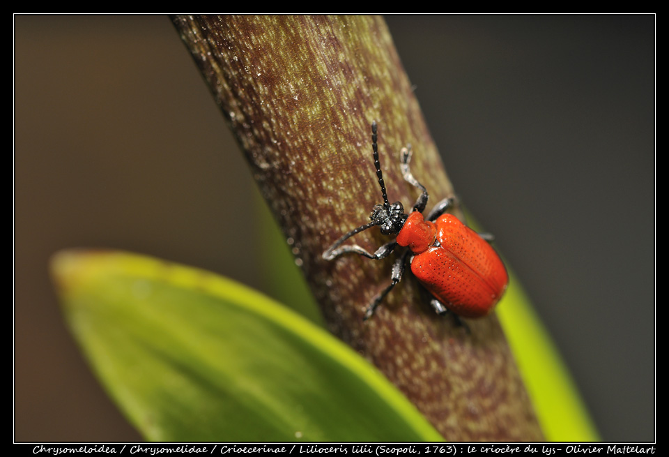 Lilioceris lilii (Scopoli, 1763)