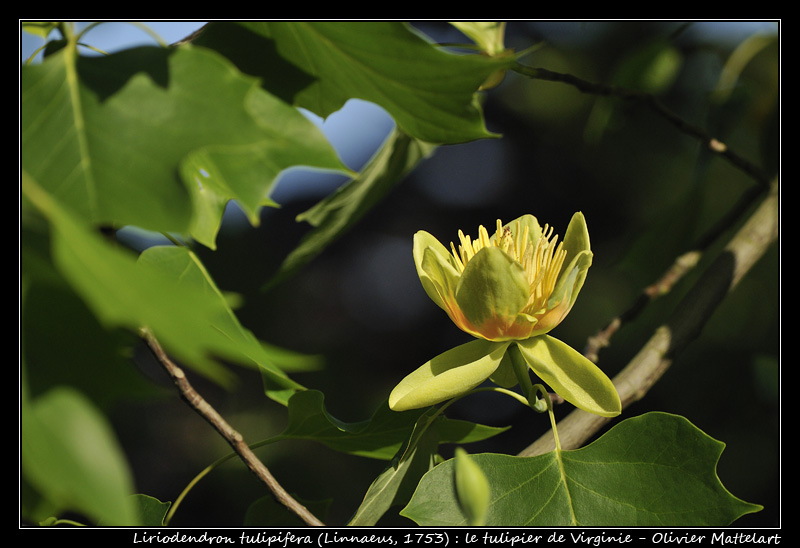 Liriodendron tulipifera (Linnaeus, 1753)