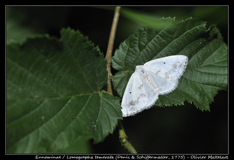 Lomographa temerata (Denis & Schiffermüller, 1775)