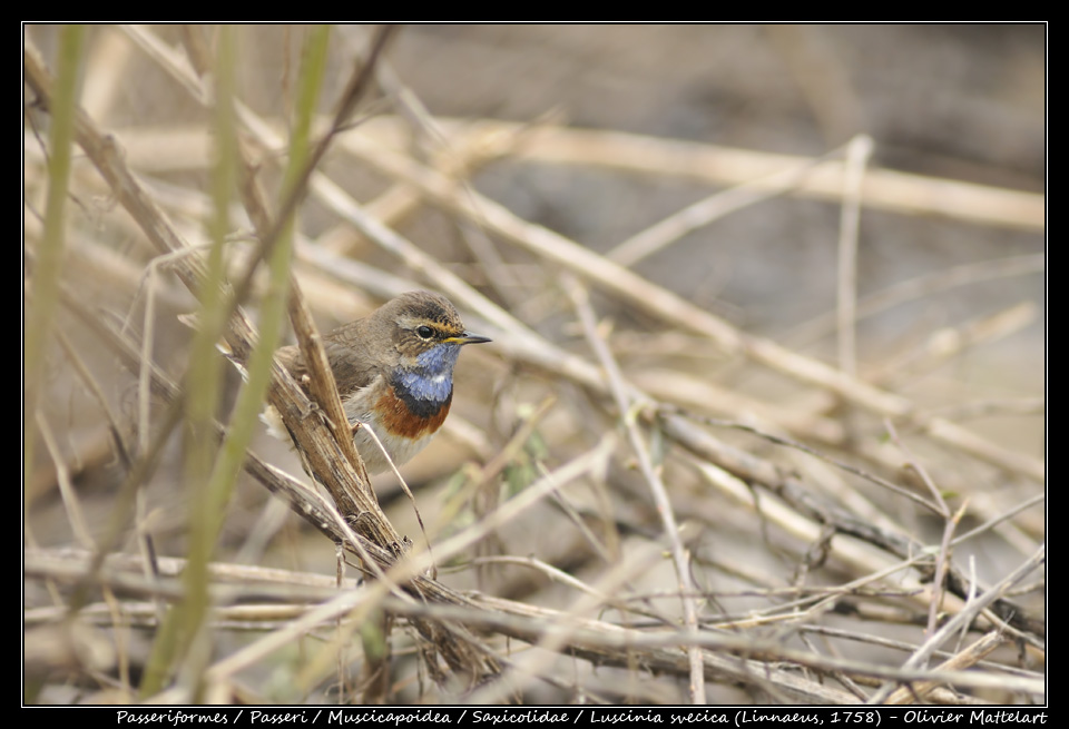 Luscinia svecica (Linnaeus, 1758)