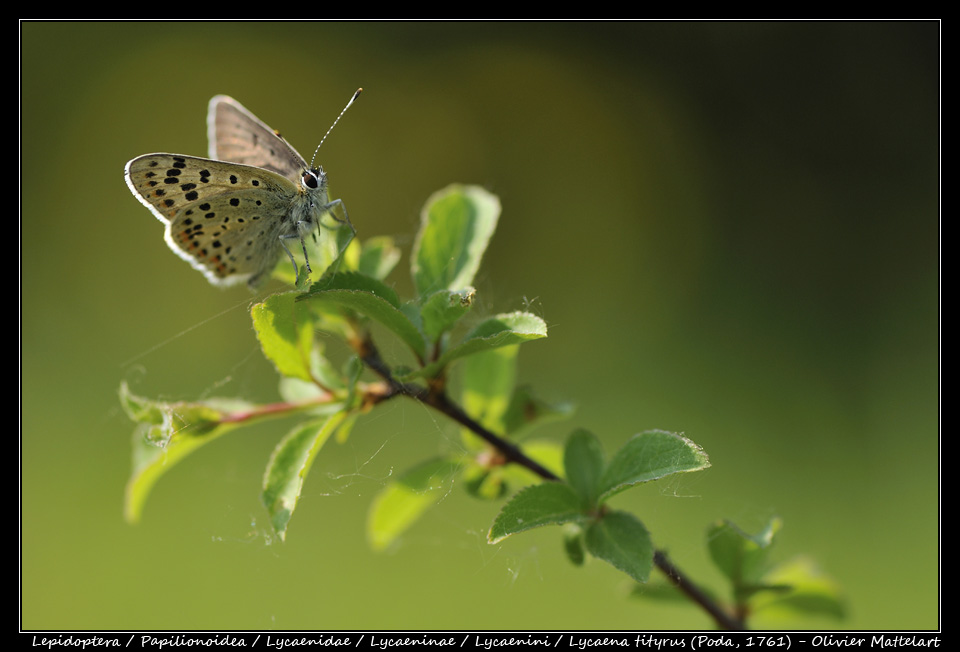 Lycaena tityrus (Poda, 1761)