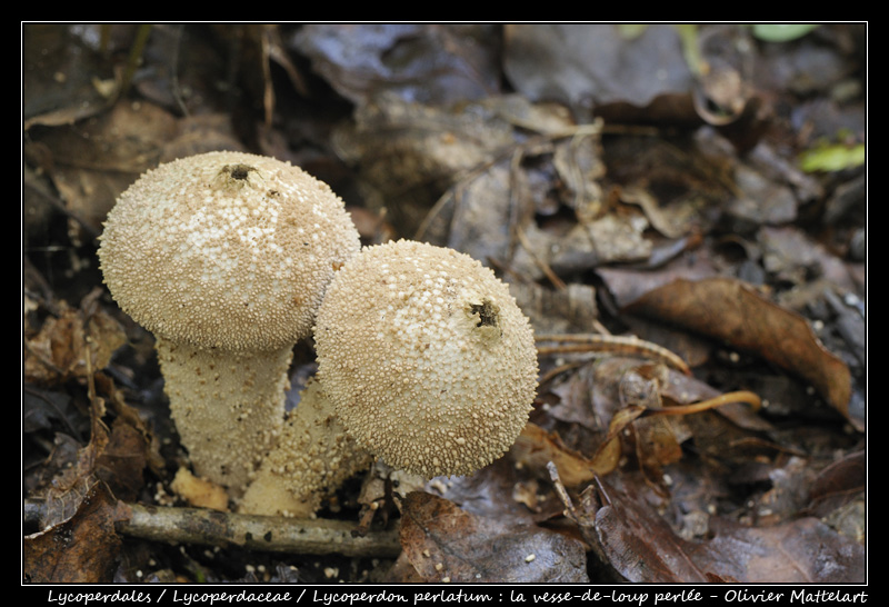 Lycoperdon perlatum