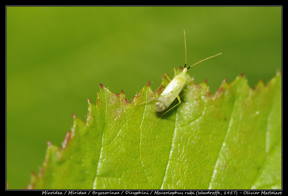 Macrolophus rubi (Woodroffe, 1957)