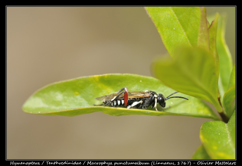 Macrophya punctumalbum (Linnaeus, 1767)