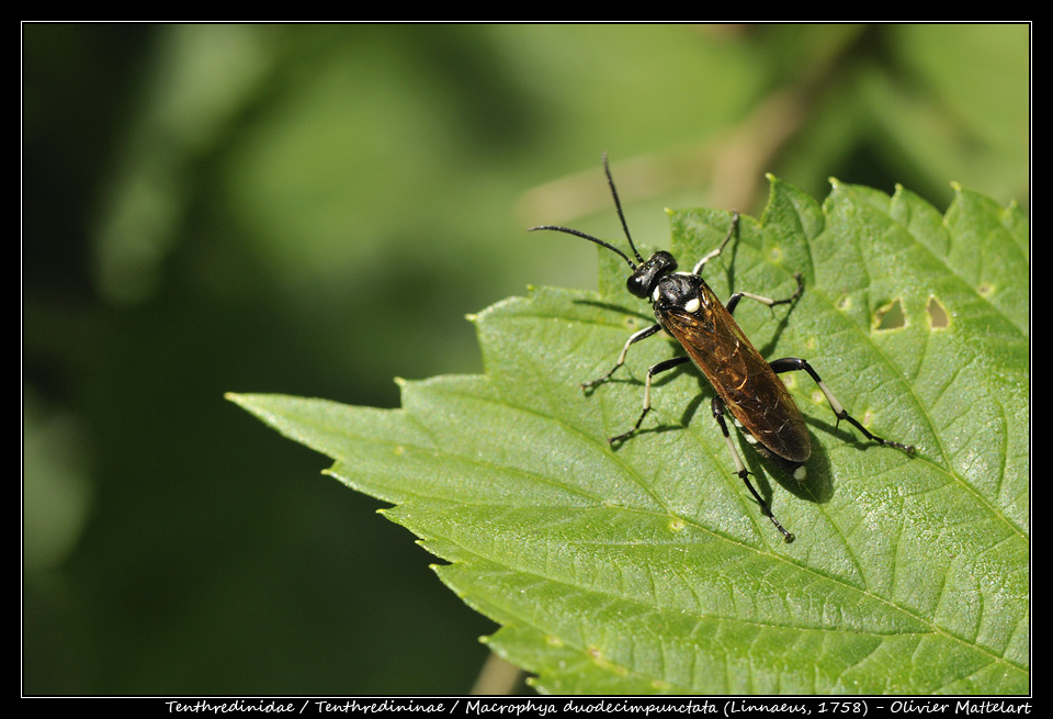 Macrophya duodecimpunctata (Linnaeus, 1758)