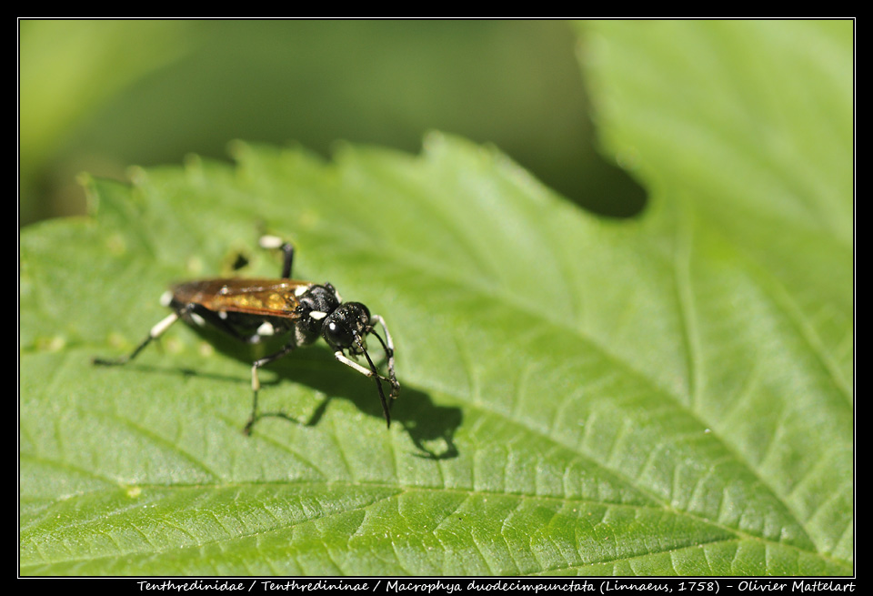 Macrophya duodecimpunctata (Linnaeus, 1758)