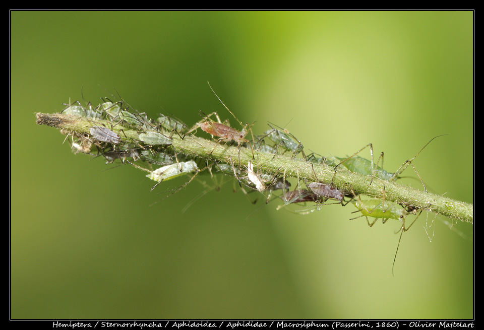 Macrosiphum (Passerini, 1860)