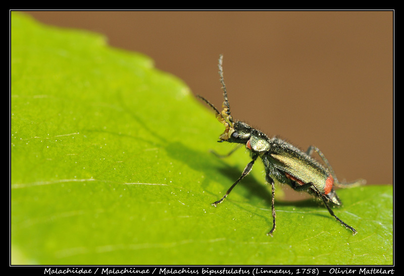 Malachius bipustulatus (Linnaeus, 1758)