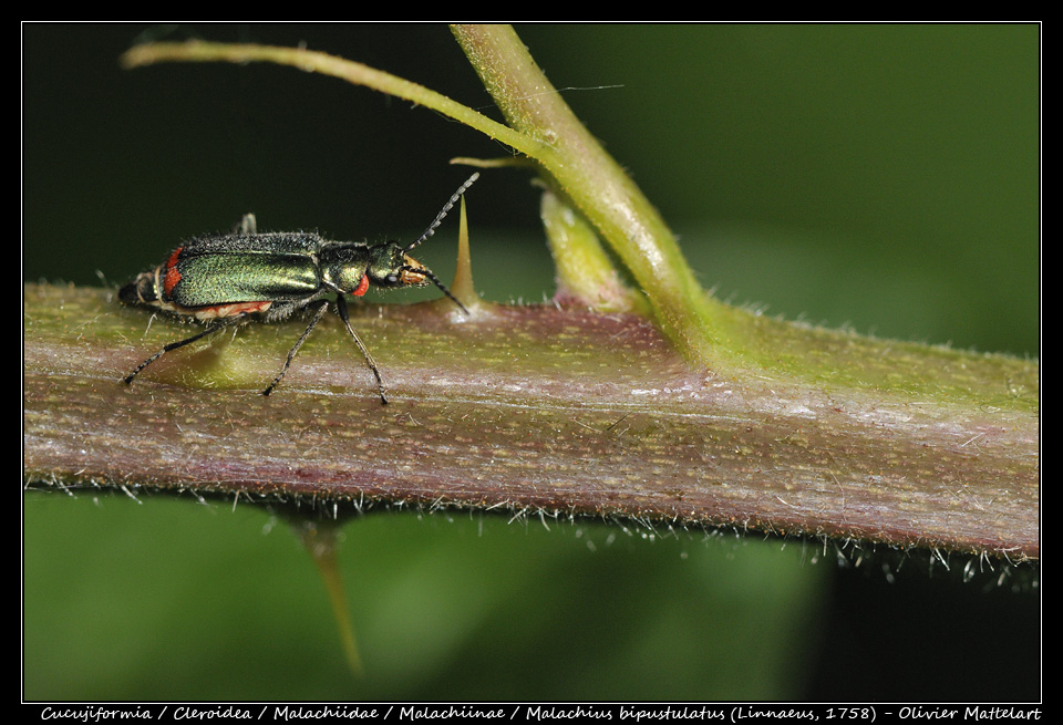 Malachius bipustulatus (Linnaeus, 1758)