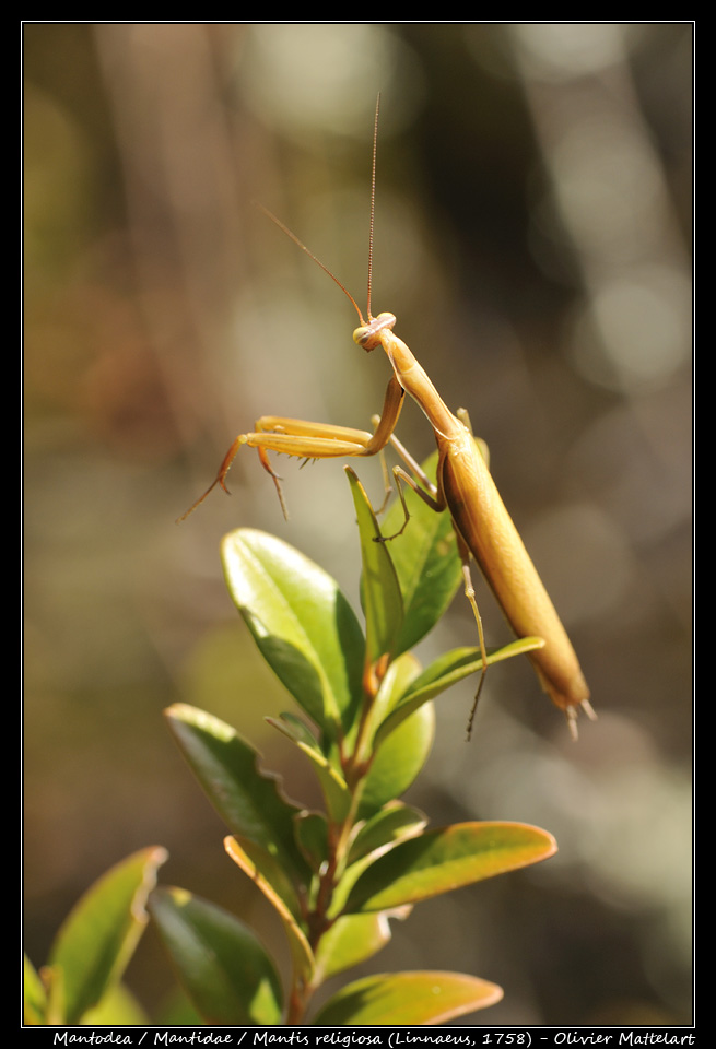 Mantis religiosa (Linnaeus, 1758)