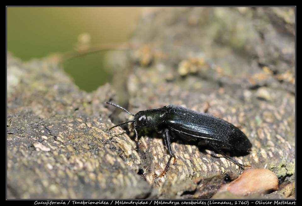 Melandrya caraboides (Linnaeus, 1760)