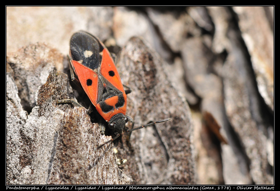 Melanocoryphus albomaculatus (Goeze, 1778)