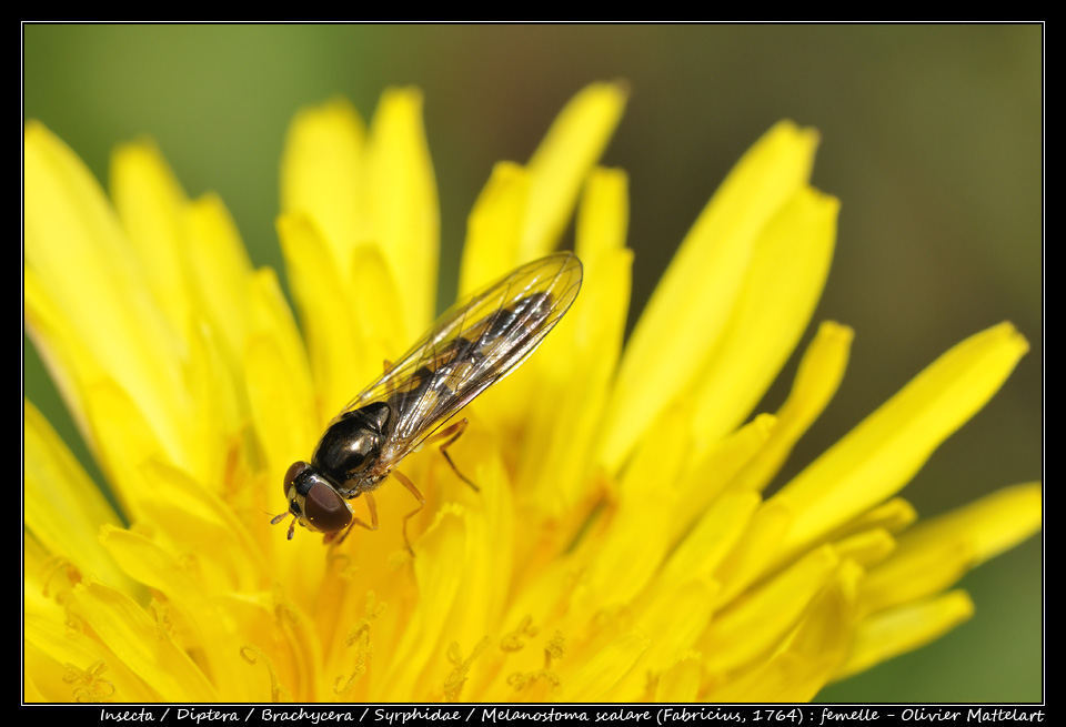 Melanostoma scalare (Fabricius, 1764) : femelle