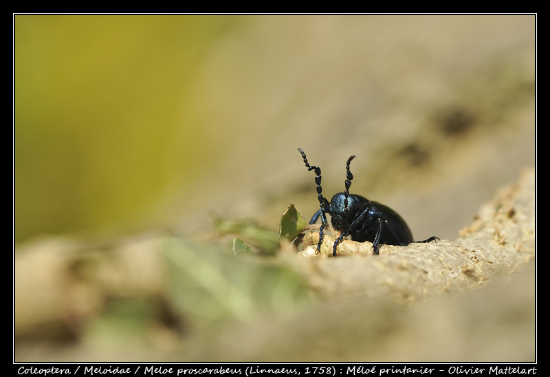 Meloe proscarabeus (Linnaeus, 1758)