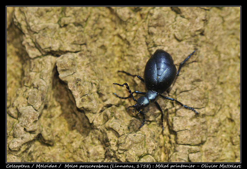 Meloe proscarabeus (Linnaeus, 1758)