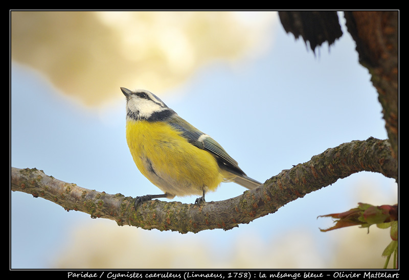 Cyanistes caeruleus (Linnaeus, 1758)