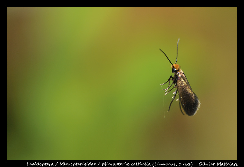 Micropterix calthella (Linnaeus, 1761)