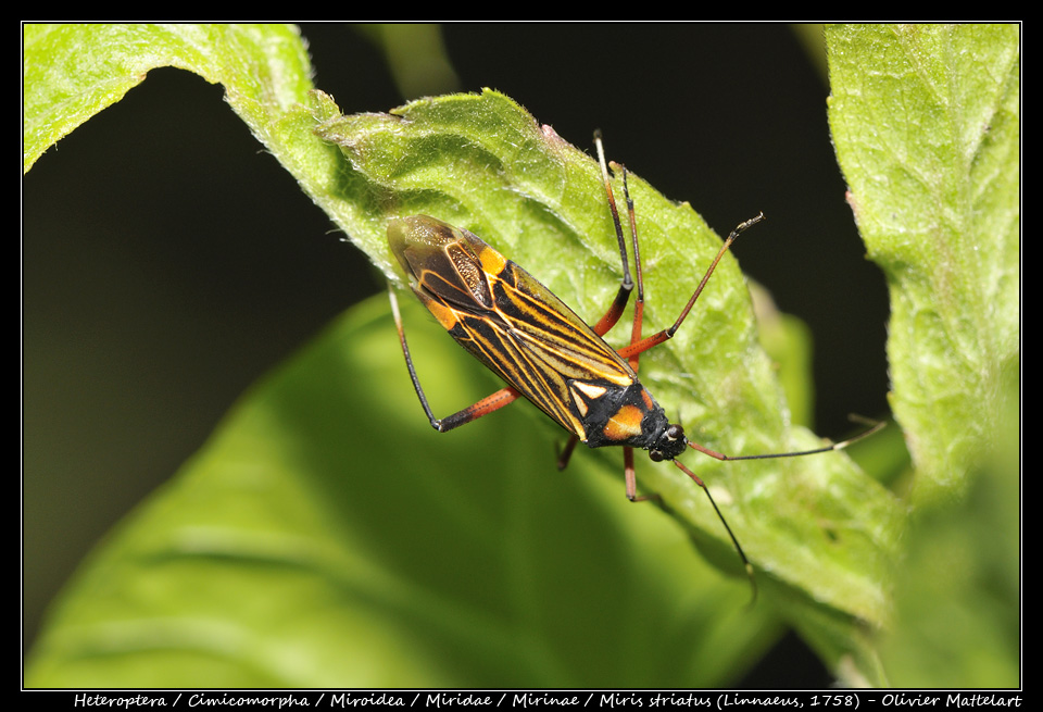 Miris striatus (Linnaeus, 1758)