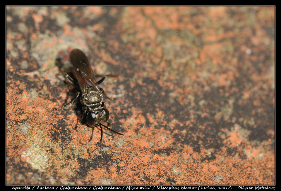 Miscophus bicolor (Jurine, 1807)