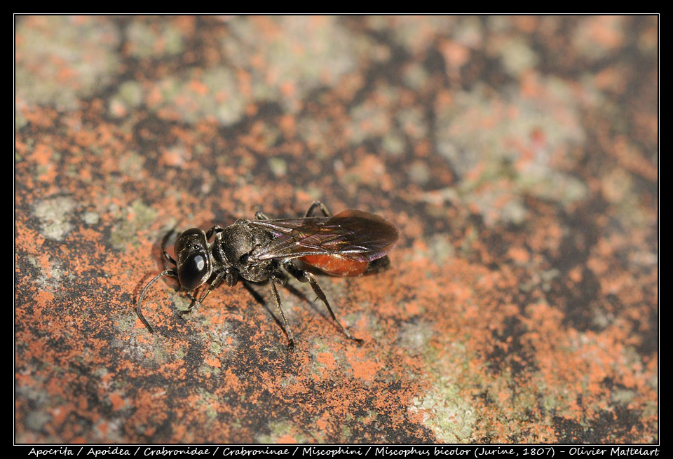 Miscophus bicolor (Jurine, 1807)