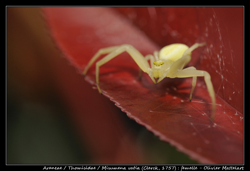 Misumena vatia (Clerck, 1757)