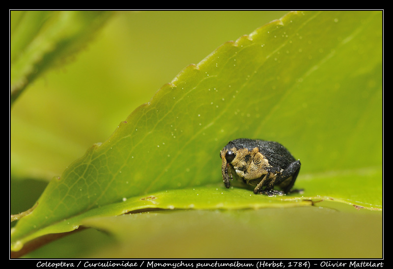 Mononychus punctumalbum (Herbst, 1784)