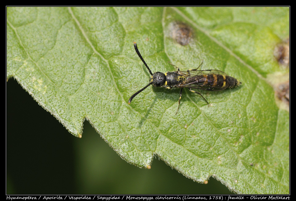 Monosapyga clavicornis (Linnaeus, 1758) : femelle