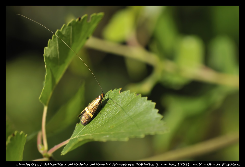 Nemophora degeerella (Linnaeus, 1758) : mâle